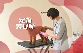 宠物美容师